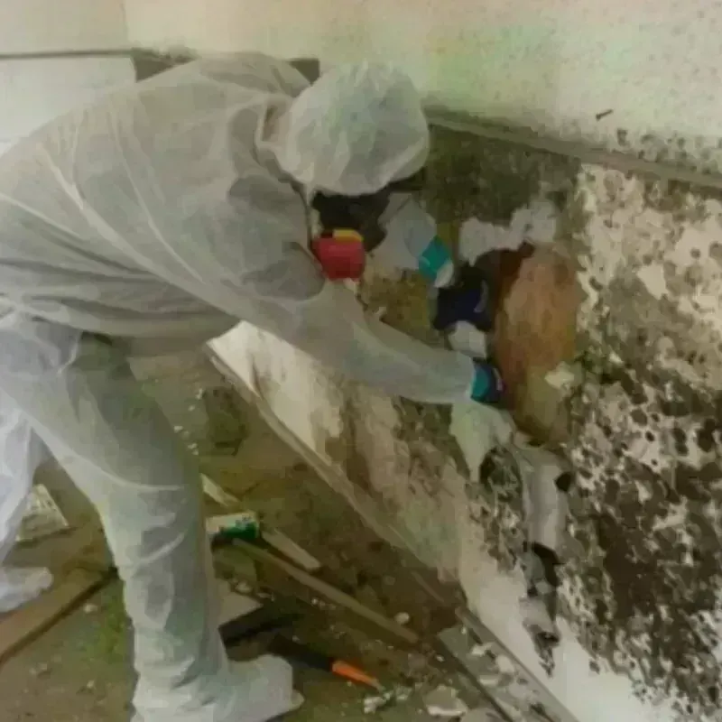 Mold Remediation and Removal in Granite Quarry, NC